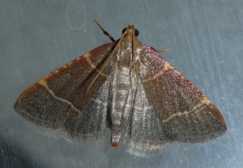 Hypsopygia glaucinalis